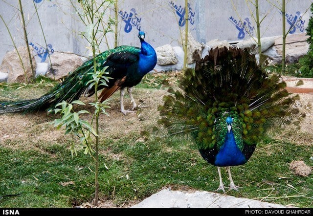 باغ پرندگان تهران ، طبیعتی برای پرندگان در لویزان تهران
