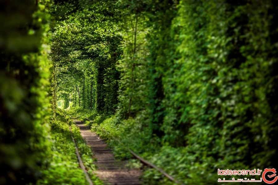 زیباترین تونل های درختی جهان