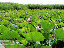 جاهای دیدنی صومعه سرا ،