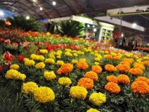 جاهای دیدنی محلات