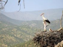 جاهای دیدنی مریوان ، شهر زیبا و مرزی کردستان