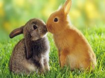 جزیره خرگوش های ژاپن، جزیره‌ای رویایی