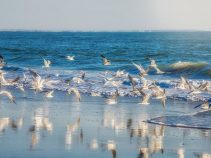 جزیره زیبای قشم در خلیج فارس
