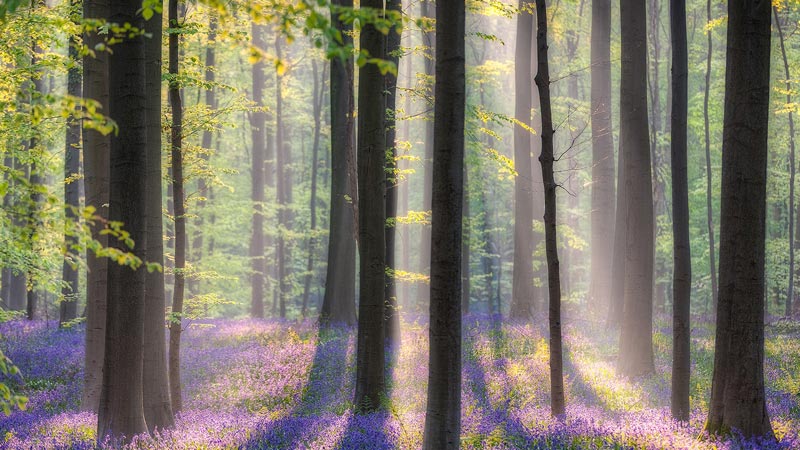 جنگل رویایی هالربوس ، آبی جادویی در بلژیک