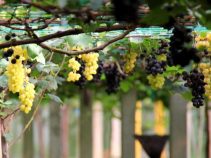 جاهای دیدنی ایالت پرلیس در مالزی