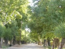 جاهای دیدنی فروس ، شهر انار و زعفران