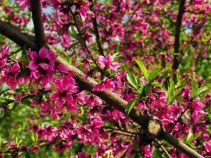 جاهای دیدنی مهرشهر ، باغ سیب مهرشهر کرج