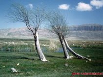 دشت ارژن یا دشت ارجن