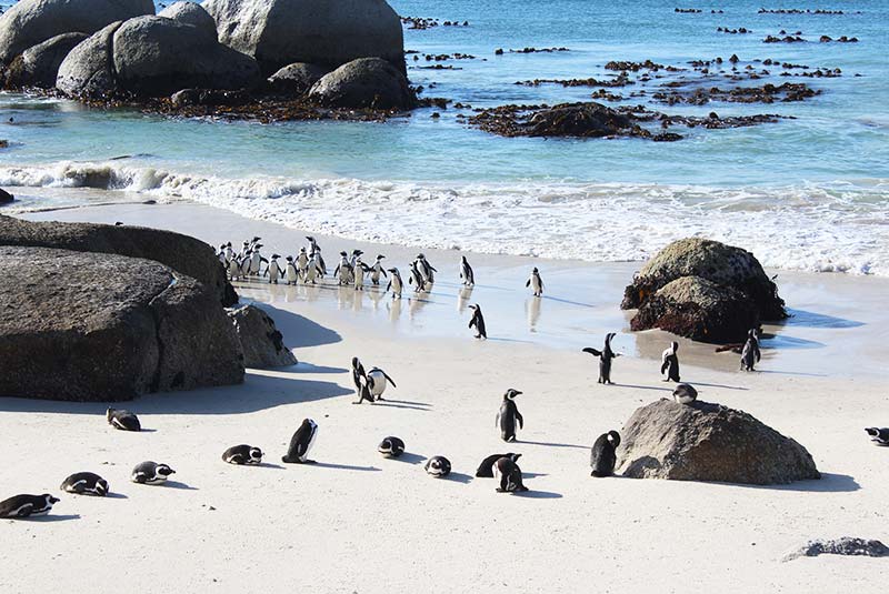 سکونتگاه ساحلی میلیون ها پنگوئن‌ در ساحل بولدرز