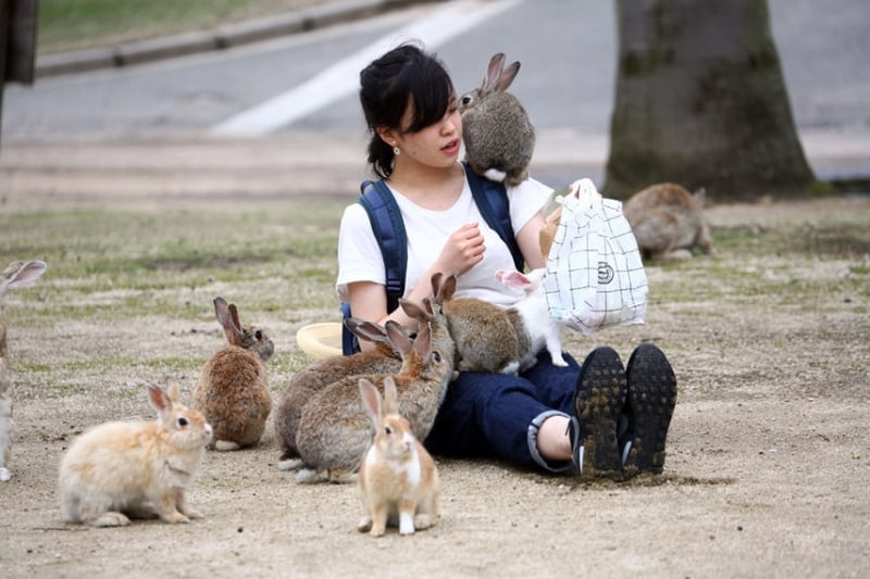 میلیون‌ها خرگوش رنگارنگ در جزیره ژاپن