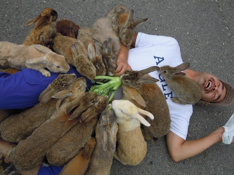 میلیون‌ها خرگوش رنگارنگ در جزیره ژاپن
