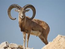 جاذبه های گردشگری لار ، شهر زیبا و معروف توریستی استان فارس