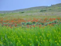 جاهای دیدنی خمین ، دشتی نسبتا هموار