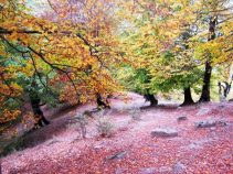 جاهای دیدنی سواد کوه ، قلب طبیعی جنگل های شمال