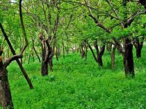 جاهای دیدنی مشهد در تابستان ، لذت سفر های تابستانه در خراسان رضوی