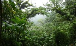 جنگل ابر سمنان ، از بکرترین جنگل ها در ایران