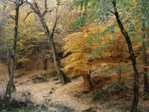 روستای زیارت گرگان ، زیارت در گلستان سراسر از زیبایی