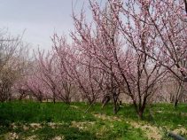 سیرچ کرمان ، بهارستان قدیم در ارتفاعت کرمان
