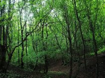 جاهای دیدنی تبریز در تابستان