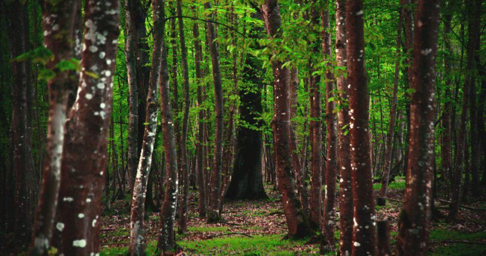 سیسنگان ، بهترین عکس های پارک جنگلی سیسنگان