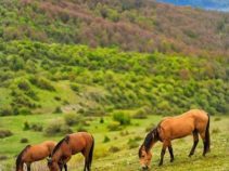 گرسماسر ، بهشت طبیعی رامسر