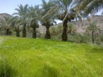 اسپکه