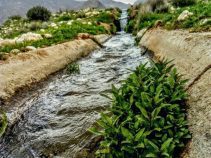 بیضا