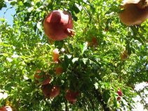 جاذبه های درجزین| شهر یاقوت سرخ کویر