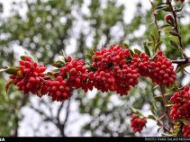 جاذبه های دیدنی زهان،زهان قطب تولید زرشک