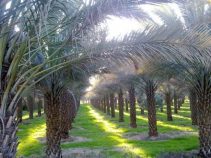 جاذبه های گردشگری سعدآباد