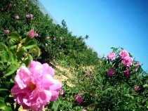 جاذبه های گردشگری میمند،شهر زیبای