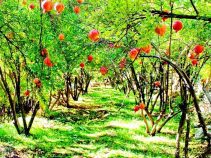 جاهای دیدنی سروآباد ـ منطقه ای با جاذبه های طبیعی و دیدنی فراوان