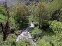 دندی