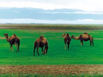 طبیعت بکر شهر فراغی