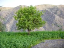 فنوج، شهری با جاذبه های طبیعی و تاریخی فراوان