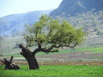 معرفی شهر خومه زار