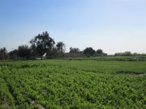 معرفی شهر ویس استان خوزستان