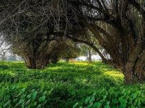 معرفی شهرستان صالح شهر