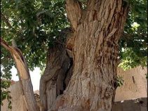 معریف نافچ