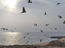 مناظر دیدنی و شگفت‌انگیز در شهر ابوموسی