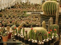 جاذبه گردشگری بهشت کاکتوس ها در آستارا