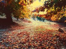 جاذبه گردشگری تنگ گنجه ای یاسوج