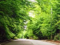 جاذبه گردشگری جنگل جهان مورا