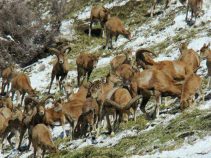 جاذبه گردشگری منطقه حفاظت شده لشگر