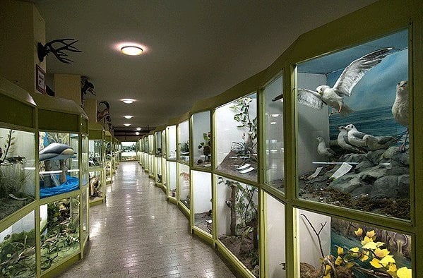 جاذبه گردشگری موزه تاریخ طبیعی همدان