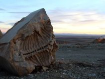جاذبه گردشگری موزه فسیل‌های دریایی