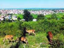 جاذبه گردشگری پارک جنگلی سیاه داران