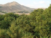 دره گزندر سرابی ، دره ای با صفا در شرق شهر تويسركان