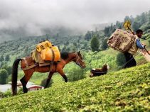 روستای اولسبلنگاه ، بهشتی در جنوب ماسال