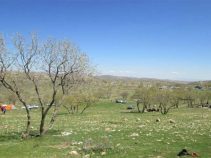 گلال سیاه